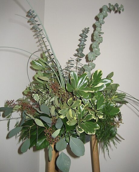 Eucalyptus pulverulenta - Baby Blue, Silver Leaved Mountain Gum, Powdered Gum, Mountain Silver - Image 6