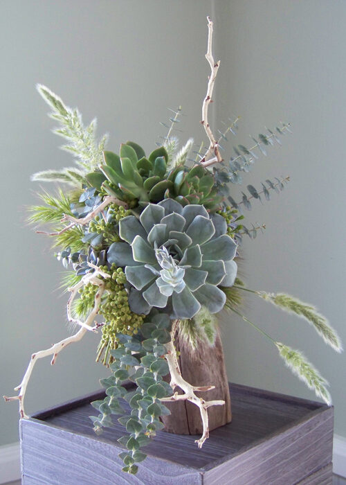 Eucalyptus pulverulenta - Baby Blue, Silver Leaved Mountain Gum, Powdered Gum, Mountain Silver - Image 7