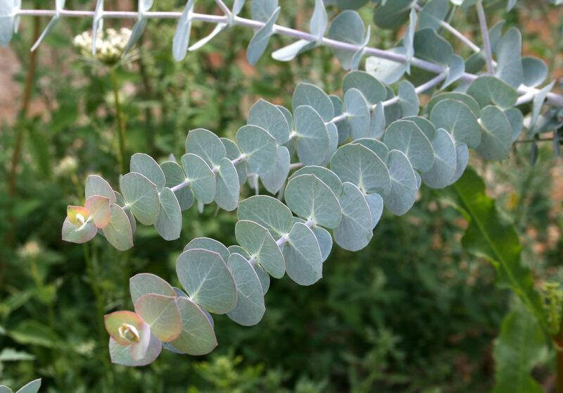 Eucalyptus pulverulenta - Baby Blue, Silver Leaved Mountain Gum, Powdered Gum, Mountain Silver - Image 11