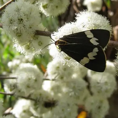 Eucalyptus radiata subsp. radiata - Eucalyptus radiata, black oil peppermint, Forth River Peppermint