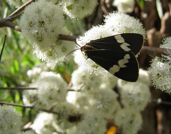 Eucalyptus radiata subsp. radiata - Eucalyptus radiata, black oil peppermint, Forth River Peppermint