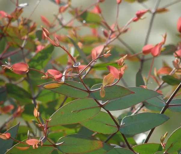 Eucalyptus radiata subsp. radiata - Eucalyptus radiata, black oil peppermint, Forth River Peppermint - Image 2