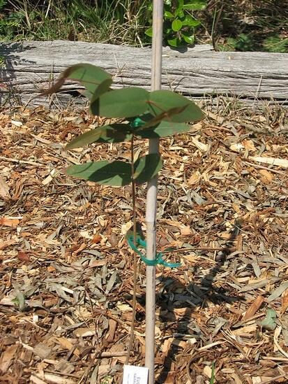 Eucalyptus radiata subsp. radiata - Eucalyptus radiata, black oil peppermint, Forth River Peppermint - Image 3