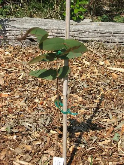 Eucalyptus radiata subsp. radiata - Eucalyptus radiata, black oil peppermint, Forth River Peppermint - Image 3