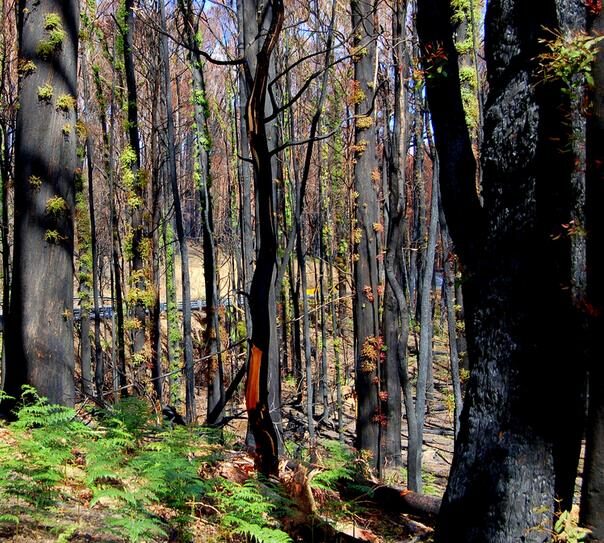 Eucalyptus radiata subsp. radiata - Eucalyptus radiata, black oil peppermint, Forth River Peppermint - Image 4