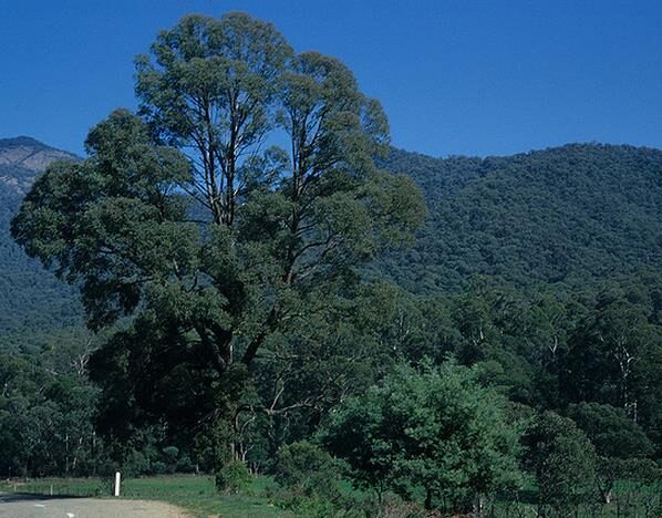 Eucalyptus radiata subsp. radiata - Eucalyptus radiata, black oil peppermint, Forth River Peppermint - Image 5