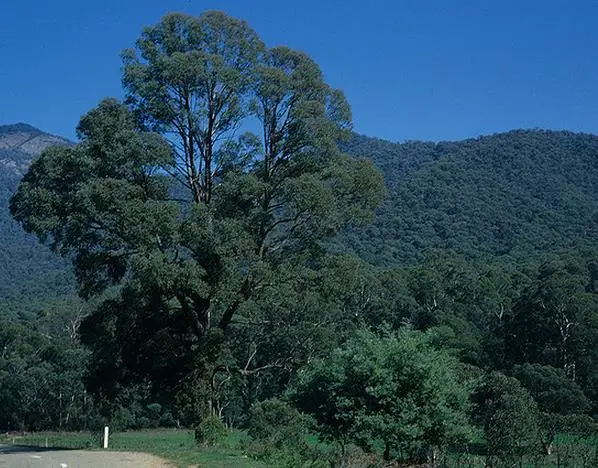 Eucalyptus radiata subsp. radiata - Eucalyptus radiata, black oil peppermint, Forth River Peppermint - Image 5