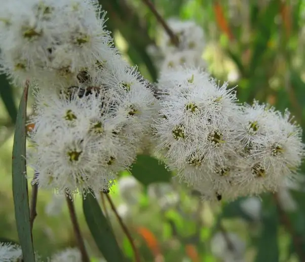 Eucalyptus radiata subsp. radiata - Eucalyptus radiata, black oil peppermint, Forth River Peppermint - Image 6