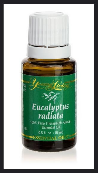 Eucalyptus radiata subsp. radiata - Eucalyptus radiata, black oil peppermint, Forth River Peppermint - Image 12