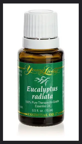 Eucalyptus radiata subsp. radiata - Eucalyptus radiata, black oil peppermint, Forth River Peppermint - Image 12