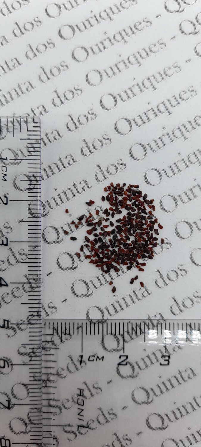 Eucalyptus radiata subsp. radiata - Eucalyptus radiata, black oil peppermint, Forth River Peppermint - Image 13