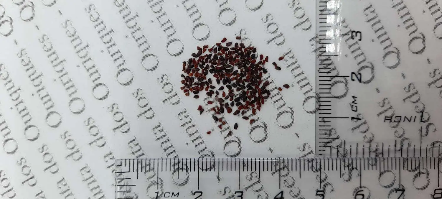 Eucalyptus radiata subsp. radiata - Eucalyptus radiata, black oil peppermint, Forth River Peppermint - Image 13