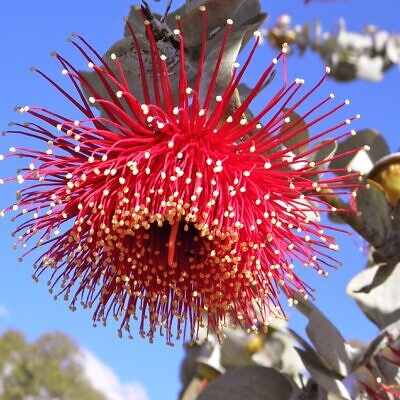 Eucalyptus rhodantha - Rose Mallee