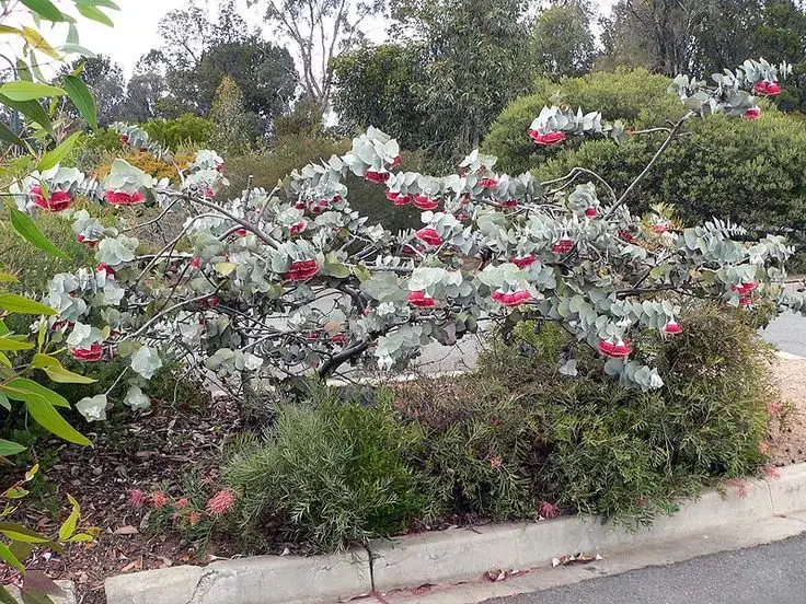 Eucalyptus rhodantha - Rose Mallee - Image 3