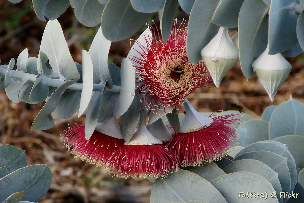 Eucalyptus rhodantha - Rose Mallee - Image 4