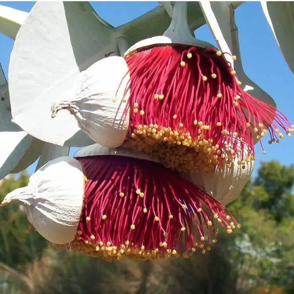 Eucalyptus rhodantha - Rose Mallee - Image 6