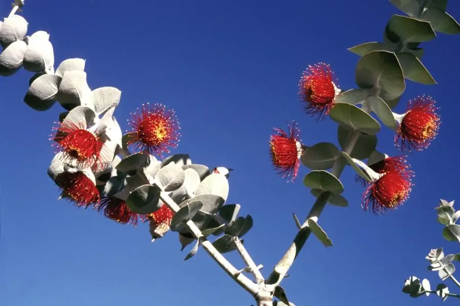 Eucalyptus rhodantha - Rose Mallee - Image 7