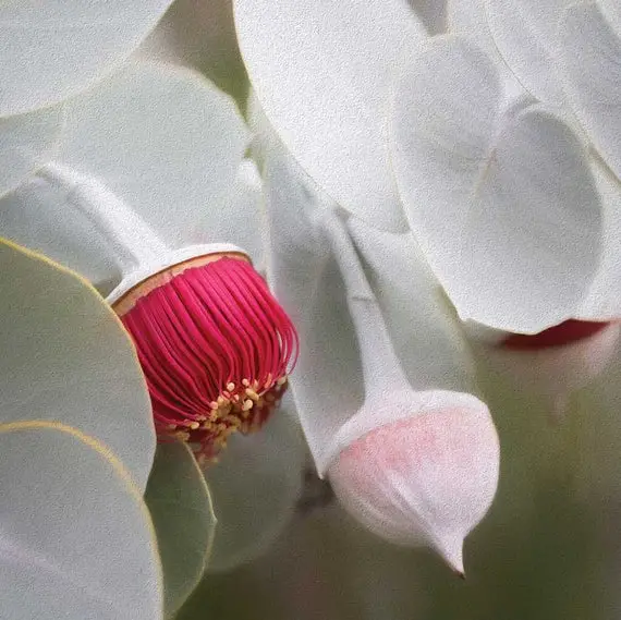 Eucalyptus rhodantha - Rose Mallee - Image 8