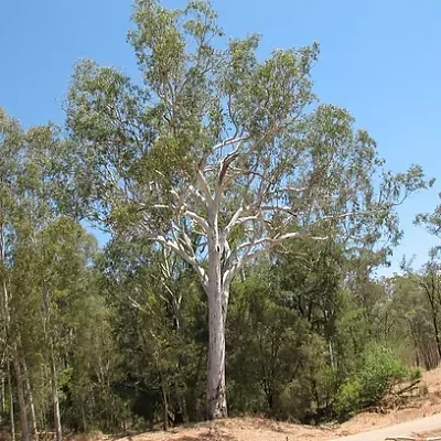Eucalyptus tereticornis - Forest Red Gum, Blue gum or Red Iron Gum