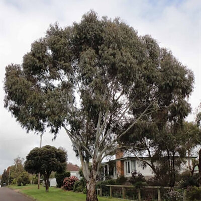 Eucalyptus viminalis subsp. cygnetensis - Rough-barked Manna Gum