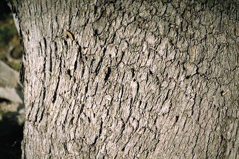 Eucalyptus viminalis subsp. cygnetensis - Rough-barked Manna Gum - Image 4