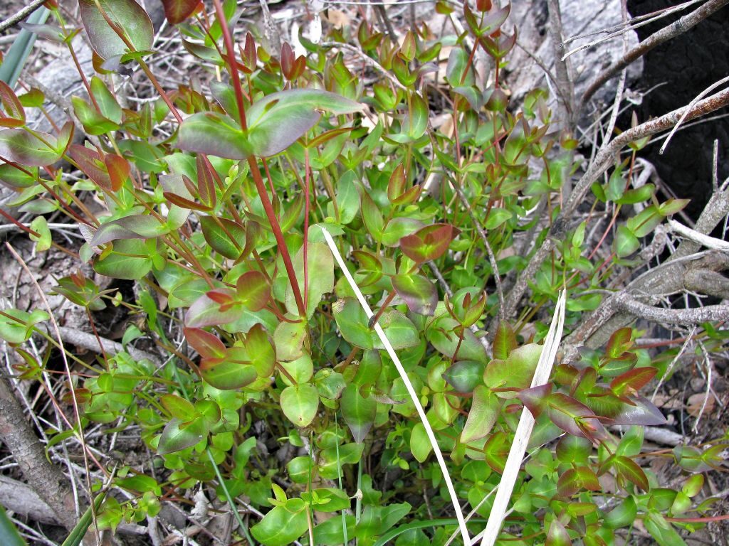 Eucalyptus viminalis subsp. cygnetensis - Rough-barked Manna Gum - Image 7