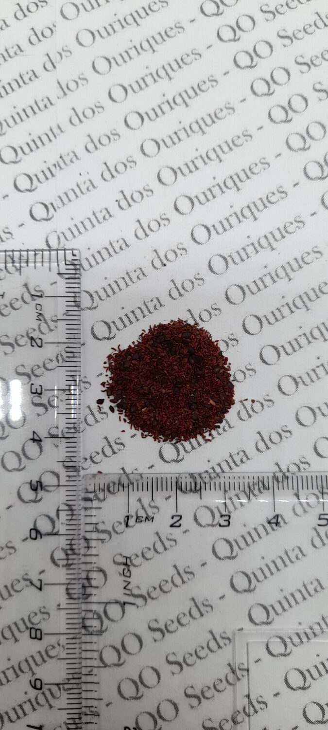 Eucalyptus viminalis subsp. cygnetensis - Rough-barked Manna Gum - Image 9