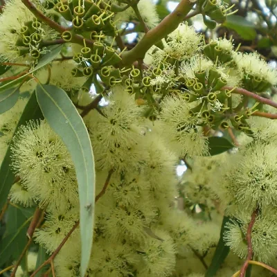 Eucalyptus wandoo - wandoo