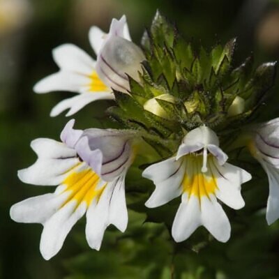 Euphrasia rostkoviana - Euphrasia officinalis, Eyebright, Eyewort, Large-Flowered Sticky Eyebright, Comf