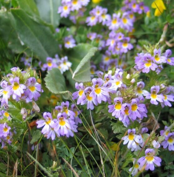 Euphrasia rostkoviana - Euphrasia officinalis, Eyebright, Eyewort, Large-Flowered Sticky Eyebright, Comf - Image 2