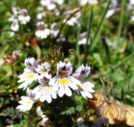 Euphrasia rostkoviana - Euphrasia officinalis, Eyebright, Eyewort, Large-Flowered Sticky Eyebright, Comf - Image 4