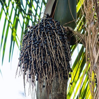 Euterpe oleracea - Açaí Palm