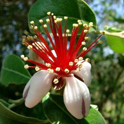 Acca sellowiana - Feijoa, Pineapple Guava, Guavasteen, Goyavier du Brésil