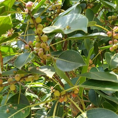 Ficus amplissima / Ficus tjiela / Ficus indica - Indian Bat Tree, Indian Bat fig, Pimpri, Pipri, Pipali
