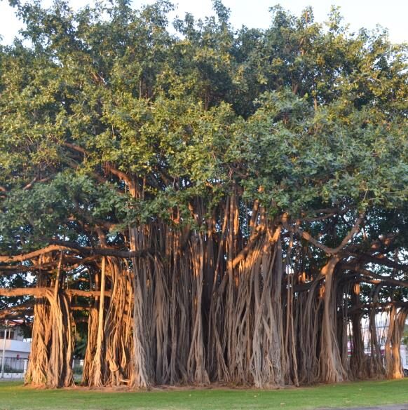 Ficus benghalensis - Banyan Tree, Indian Banyan, Bengal Fig, East Indian Fig, Nyagrodha Tree - Image 2