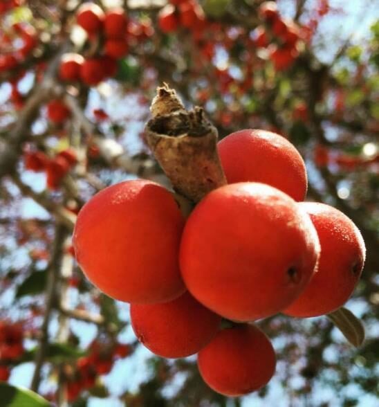 Ficus benghalensis - Banyan Tree, Indian Banyan, Bengal Fig, East Indian Fig, Nyagrodha Tree - Image 6