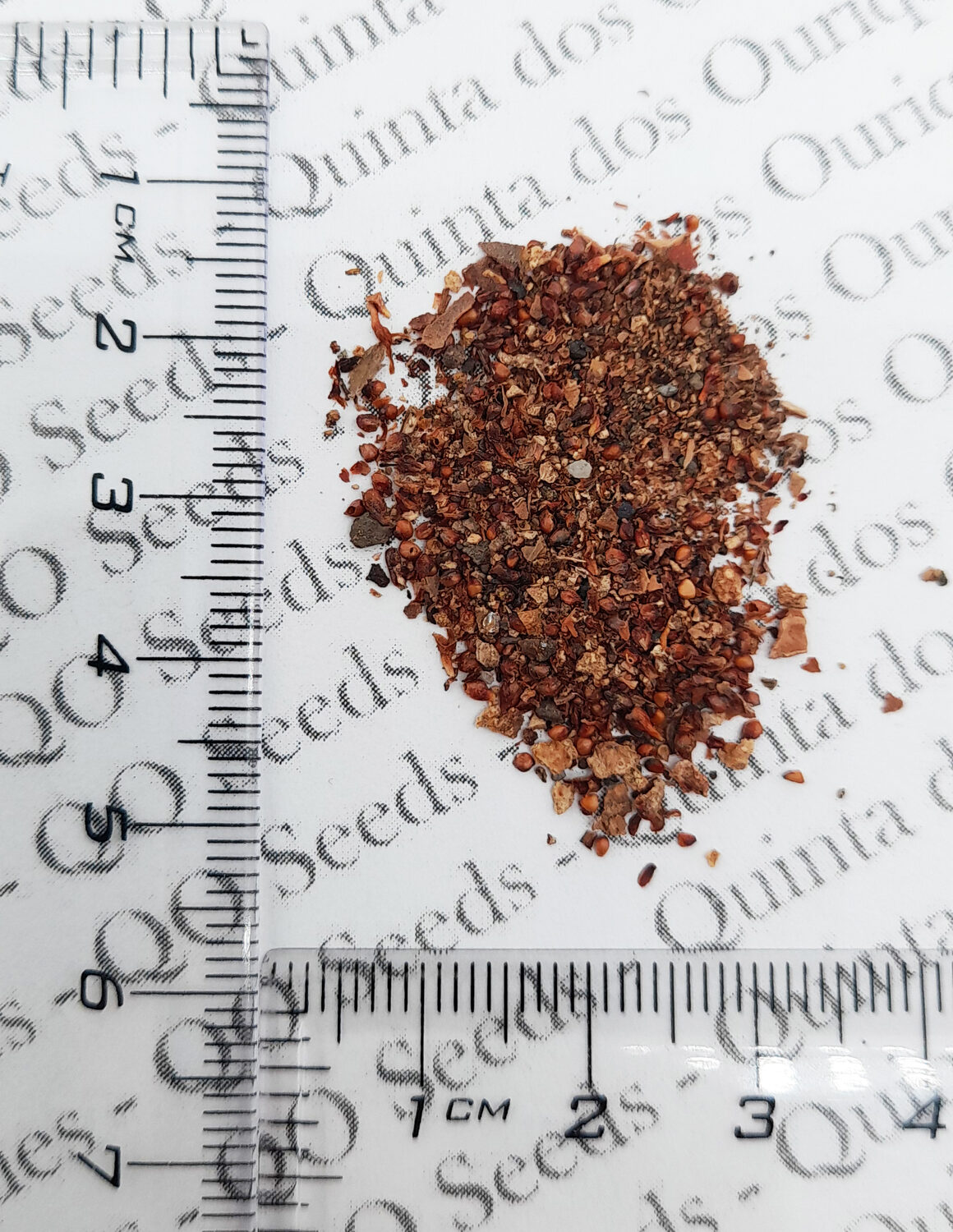 Ficus benghalensis - Banyan Tree, Indian Banyan, Bengal Fig, East Indian Fig, Nyagrodha Tree - Image 8