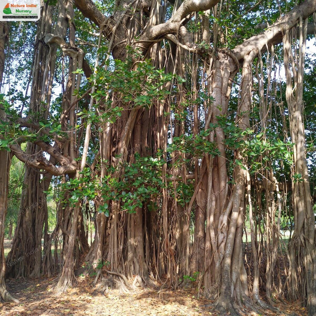 Ficus benghalensis - Banyan Tree, Indian Banyan, Bengal Fig, East Indian Fig, Nyagrodha Tree - Image 9