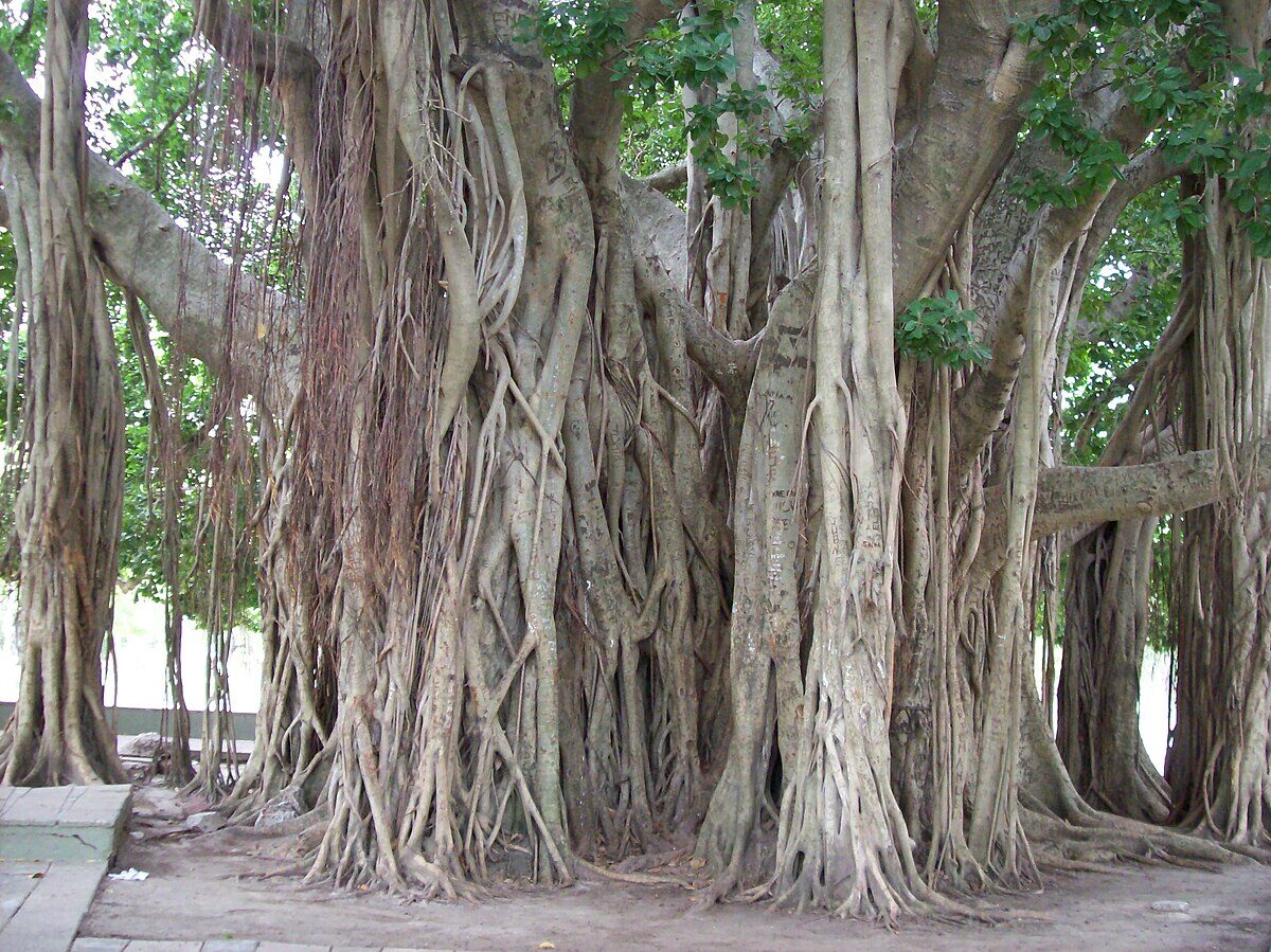 Ficus benghalensis - Banyan Tree, Indian Banyan, Bengal Fig, East Indian Fig, Nyagrodha Tree - Image 10