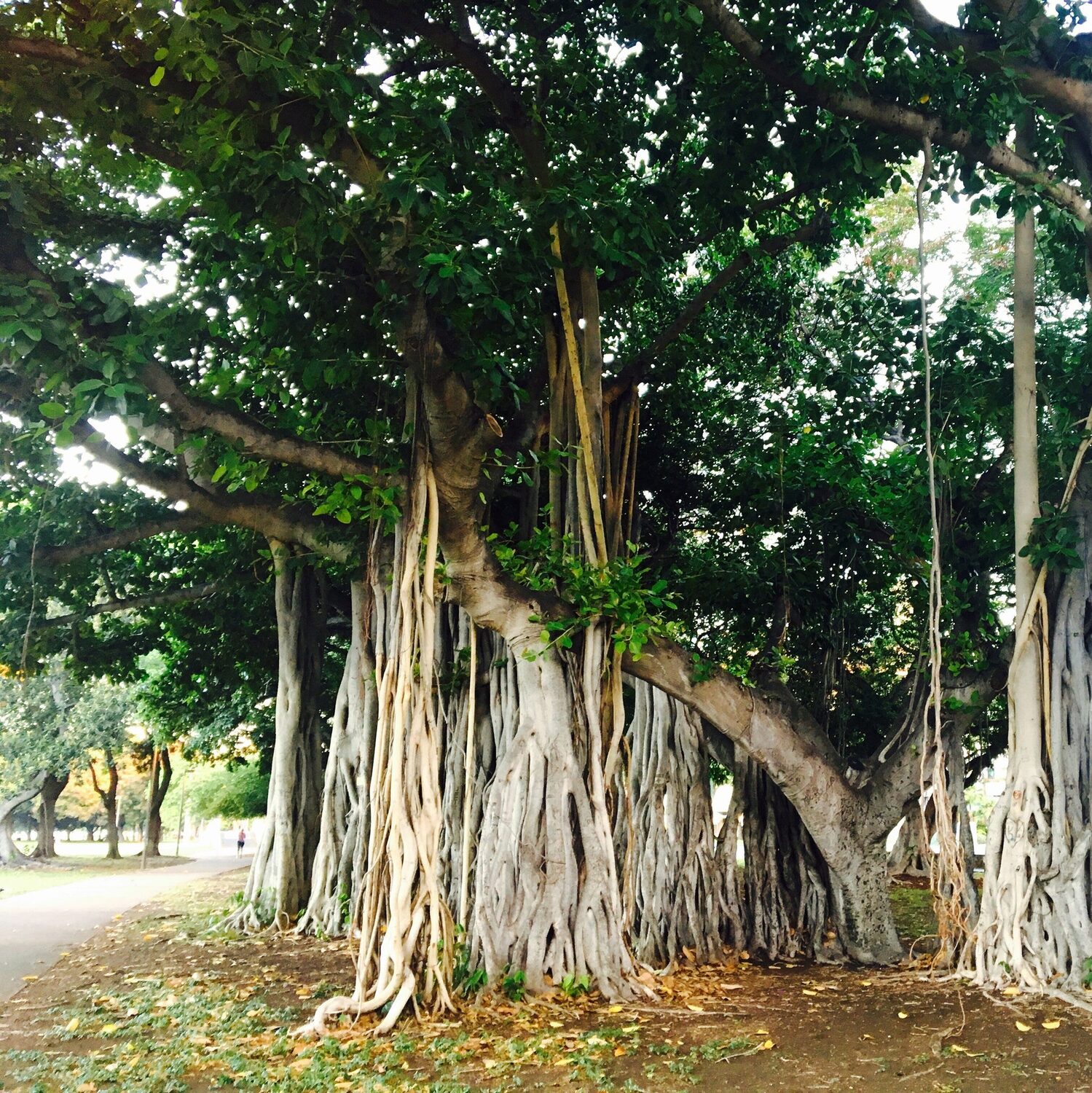 Ficus benghalensis - Banyan Tree, Indian Banyan, Bengal Fig, East Indian Fig, Nyagrodha Tree - Image 11