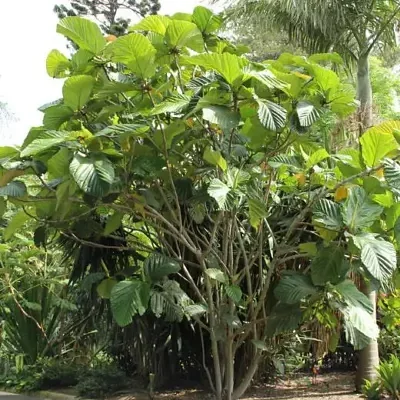 Ficus habrophylla - Red Fig, Gof Fig, New Caledonia Fig
