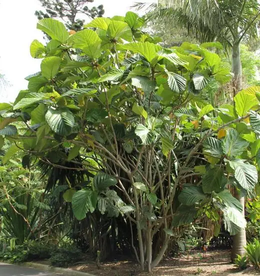 Ficus habrophylla - Red Fig, Gof Fig, New Caledonia Fig