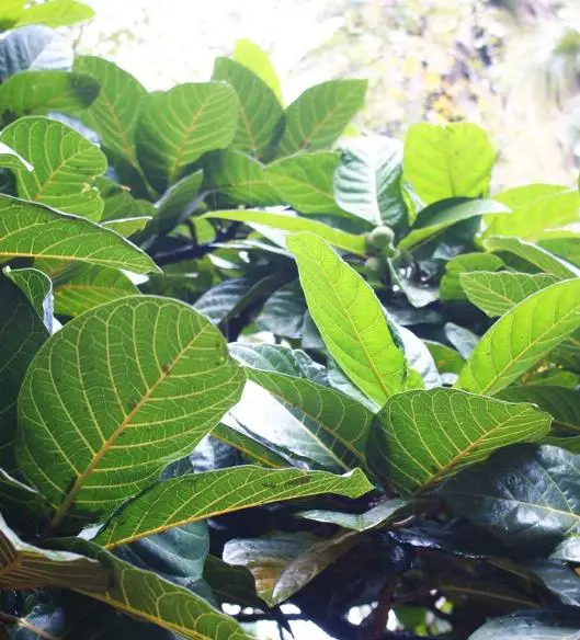 Ficus habrophylla - Red Fig, Gof Fig, New Caledonia Fig - Image 2