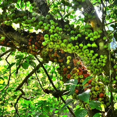 Ficus hispida - Hairy Fig