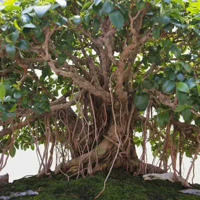 Ficus obliqua - Small-leaved Fig