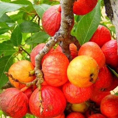 Ficus racemosa - Cluster Fig, Indian Fig Tree, Goolar Fig, Red River Fig