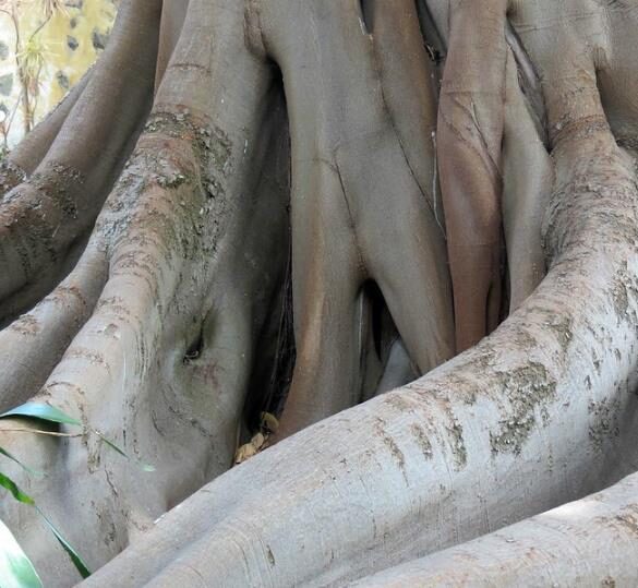 Ficus racemosa - Cluster Fig, Indian Fig Tree, Goolar Fig, Red River Fig - Image 3