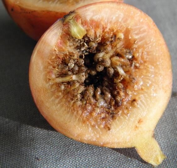 Ficus racemosa - Cluster Fig, Indian Fig Tree, Goolar Fig, Red River Fig - Image 5