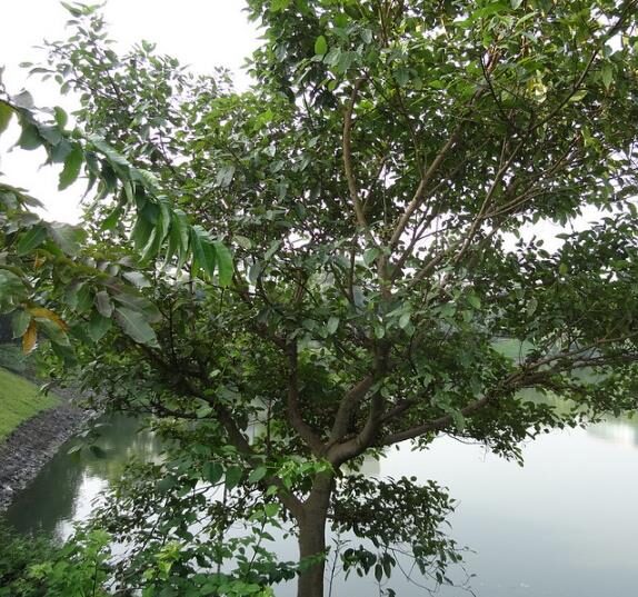 Ficus racemosa - Cluster Fig, Indian Fig Tree, Goolar Fig, Red River Fig - Image 8