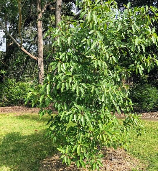 Ficus racemosa - Cluster Fig, Indian Fig Tree, Goolar Fig, Red River Fig - Image 10